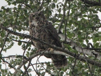 Owl at the Campground